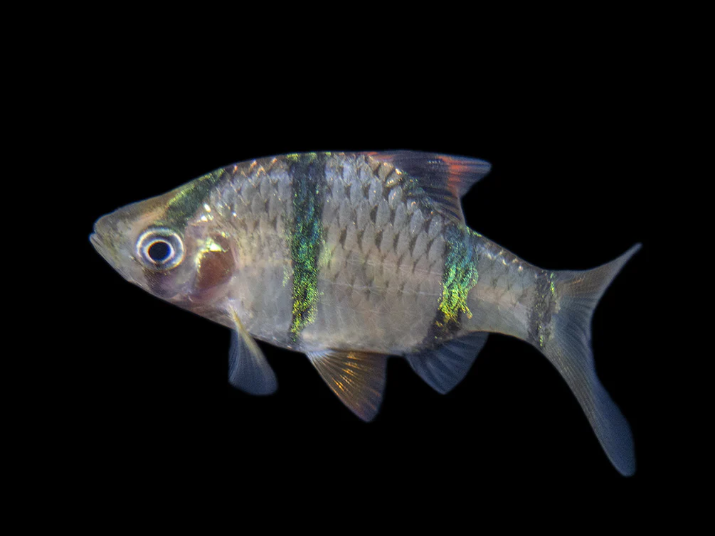 Tiger Barb (Puntigrus tetrazona), Tank-Bred