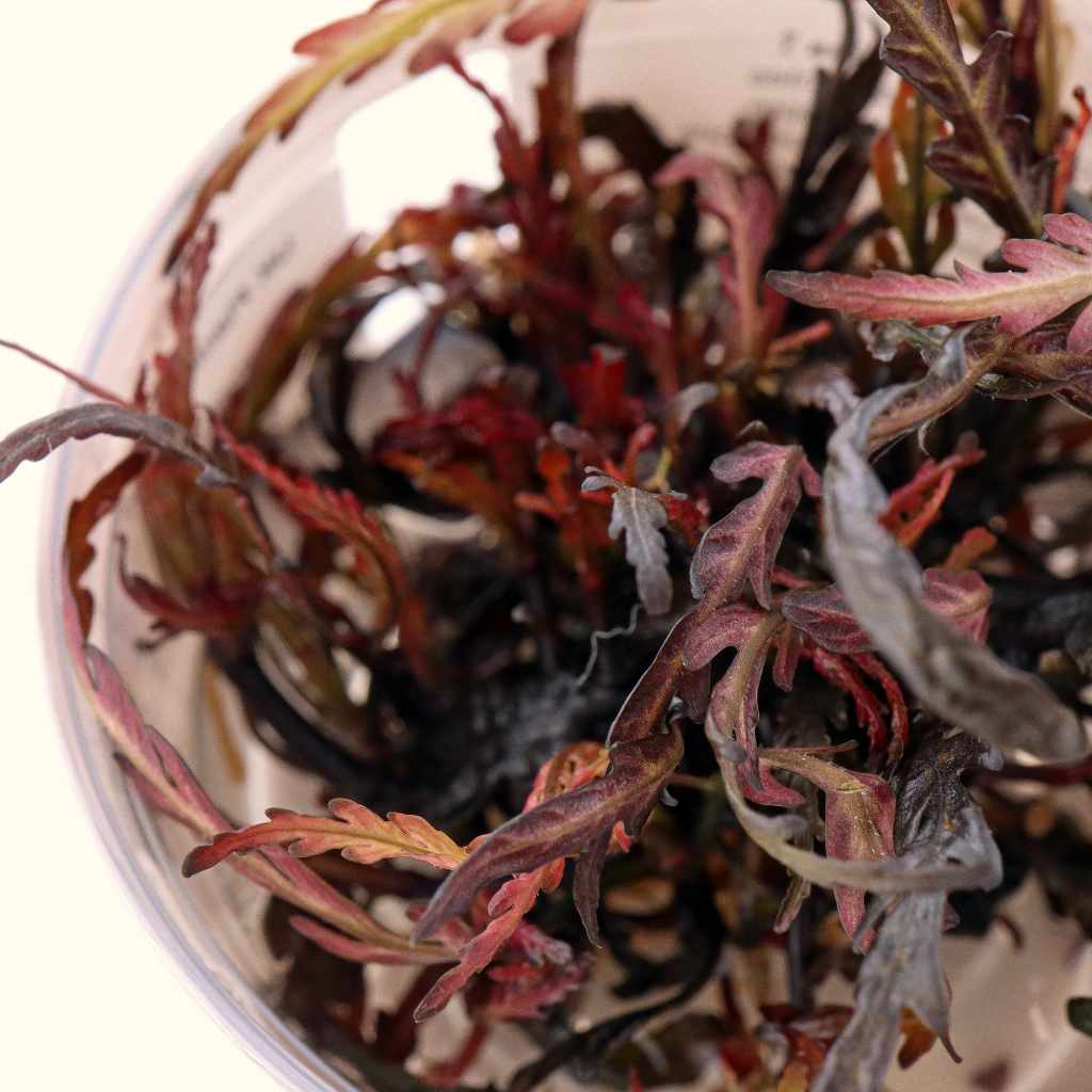 Hygrophila Pinnatifida Tissue Culture