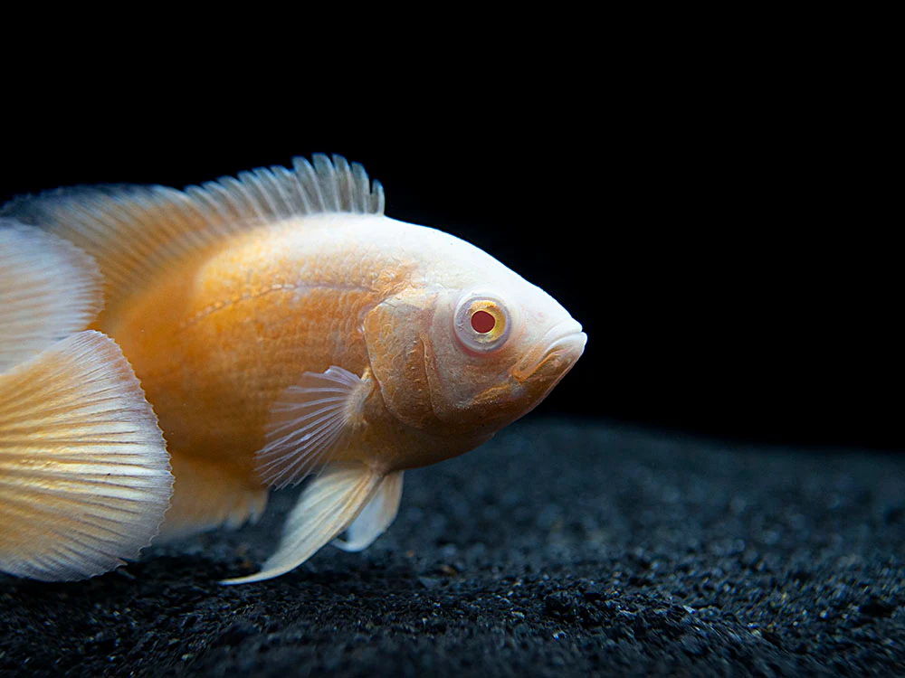 Albino Red Oscar (Astronotus ocellatus), Tank-Bred