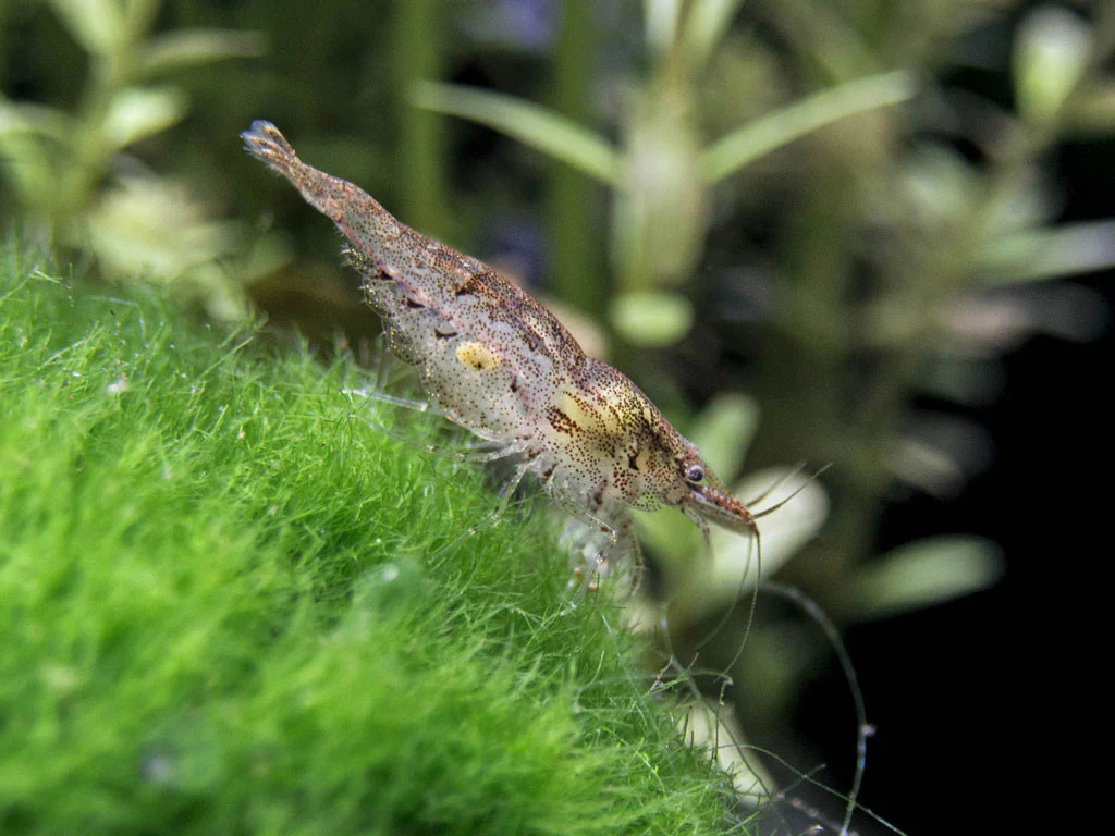 Wild Form Neocaridina Shrimp Breeder Combo Box