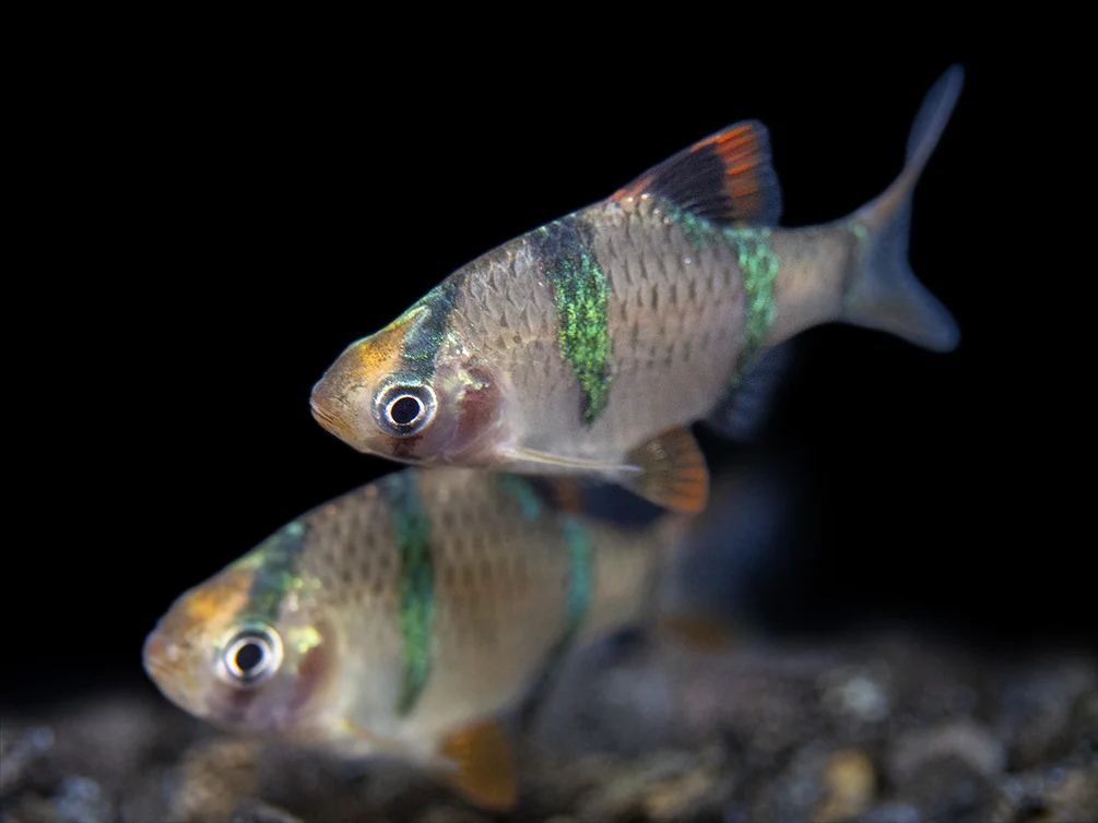 Tiger Barb (Puntigrus tetrazona), Tank-Bred