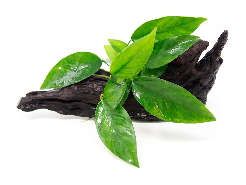 Anubias Frazeri on 6+ inch Driftwood