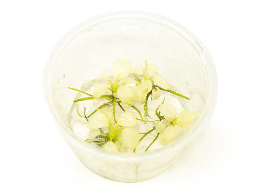 Variegated Anubias Nana (Anubias barteri “Variegated Nana”) Tissue Culture