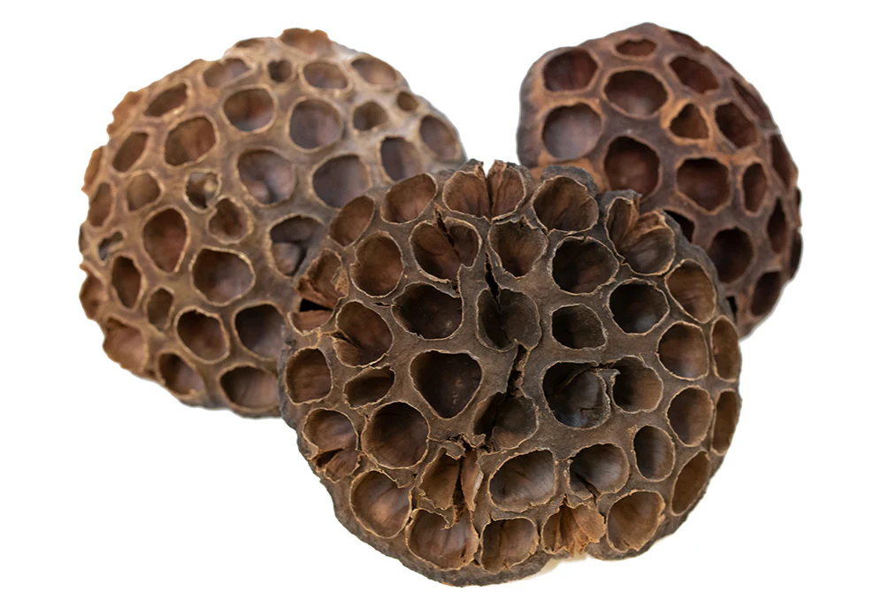 Aquatic Arts Lotus Pods