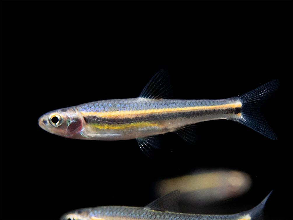 Rainbow Shiner (Notropsis chrosomus), Tank-Bred