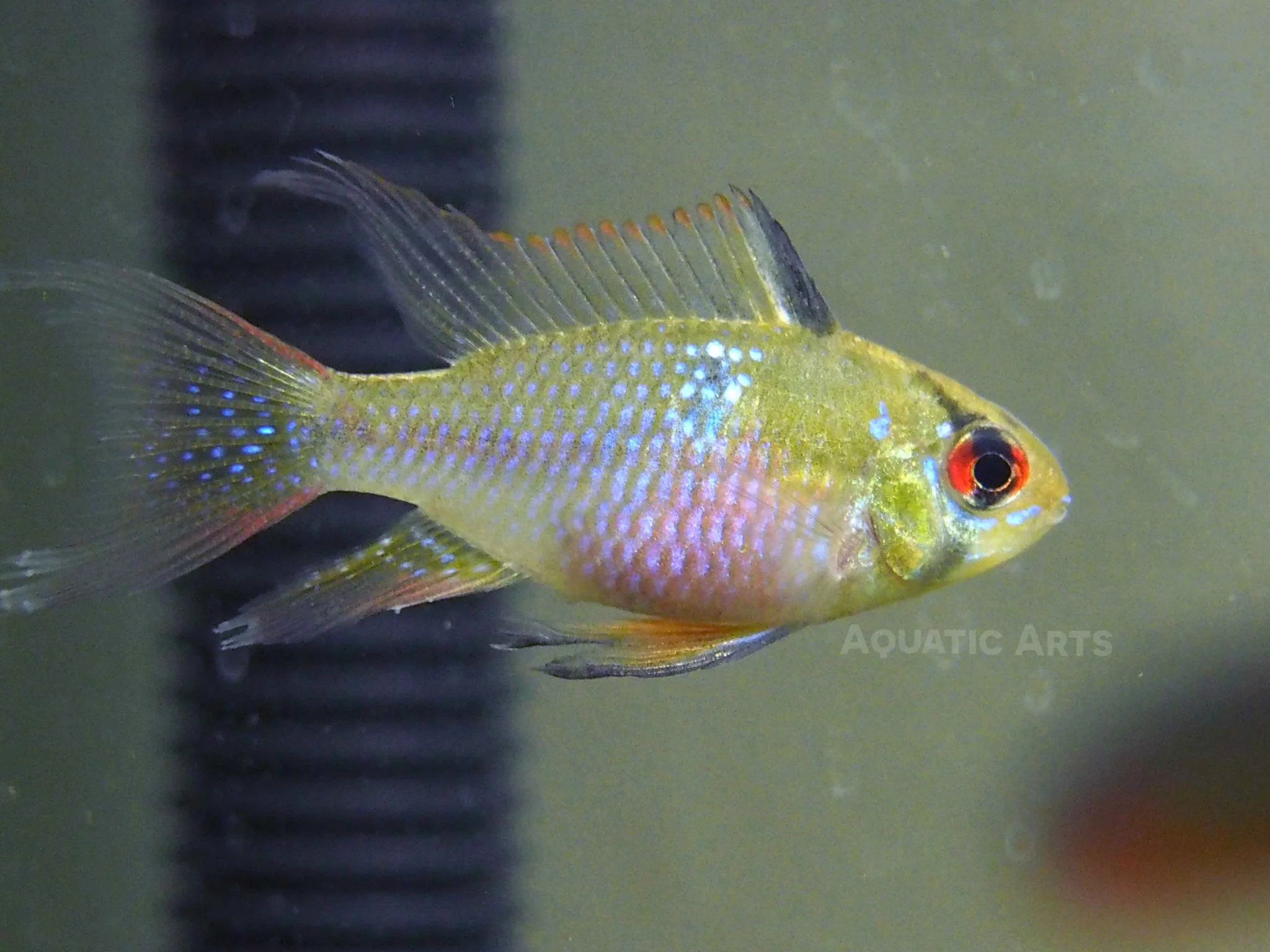German Blue Ram Dwarf Cichlid (Mikrogeophagus ramirezi) - Tank-Bred!