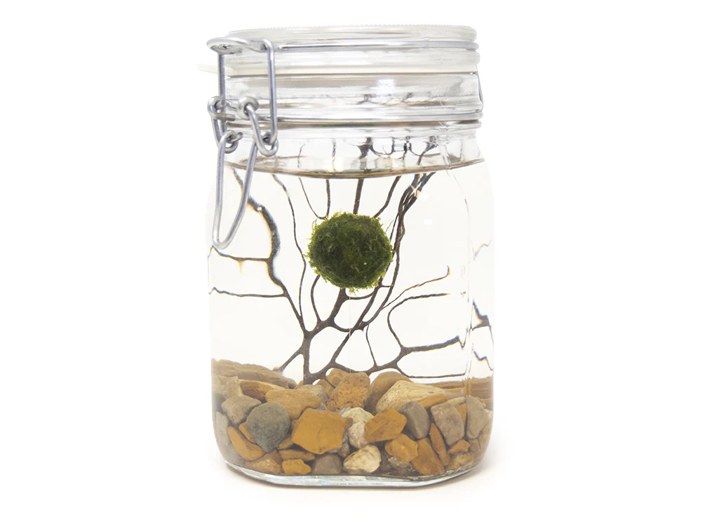 Aquatic Arts Desktop Terrarium