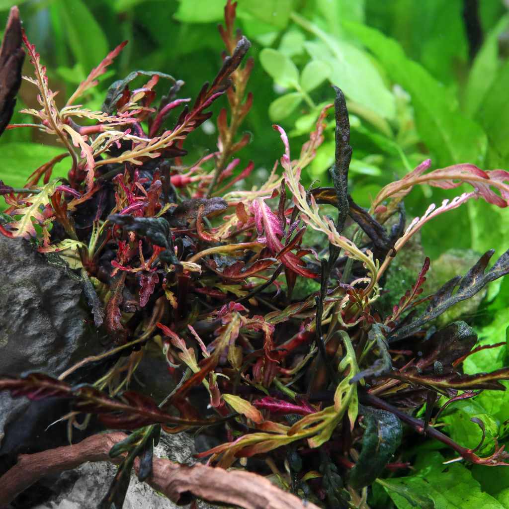 Hygrophila Pinnatifida Tissue Culture
