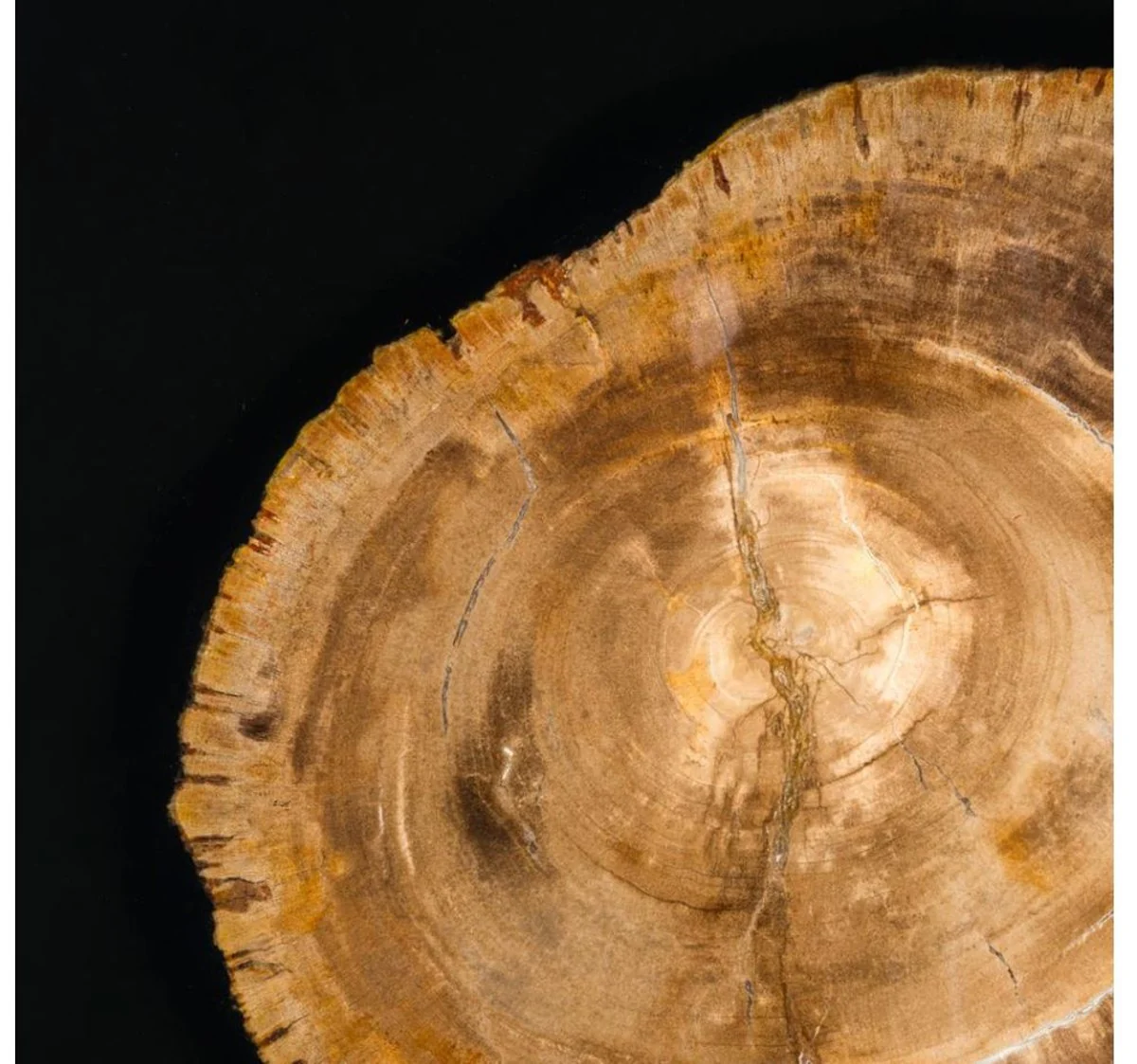 Designer coffee table with incorporated petrified wood - Limited Edition