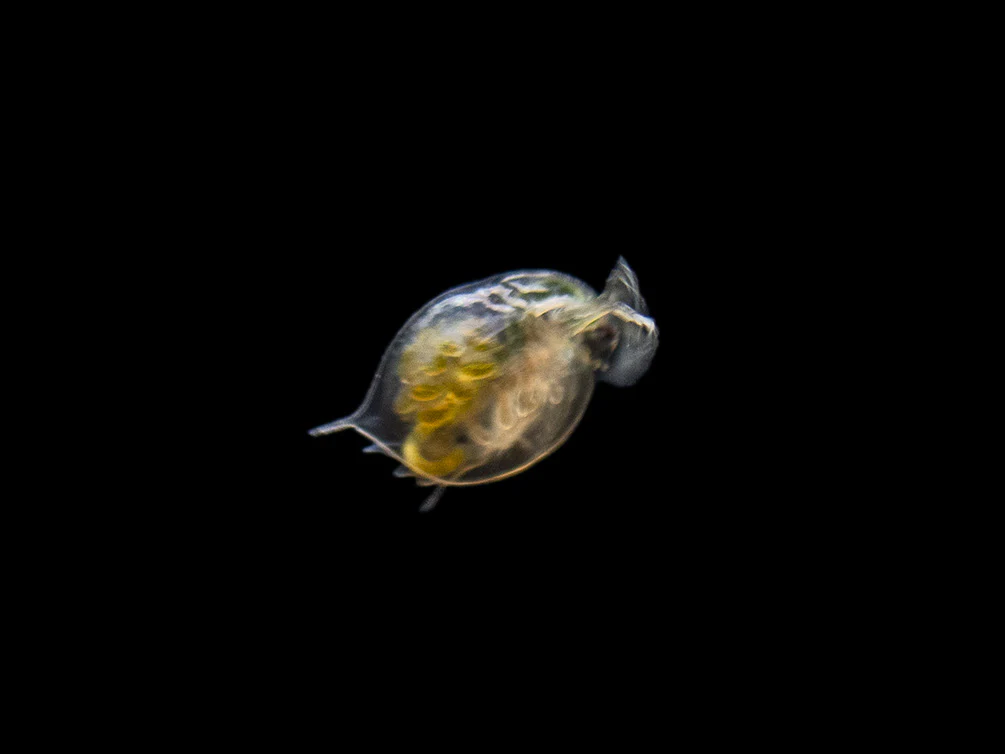 Live Daphnia AKA Water Flea (Daphnia magna) Culture - Aquatic Arts