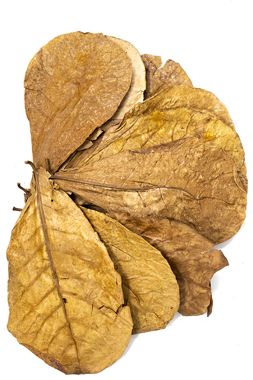 Catappa AKA Indian Almond Leaves
