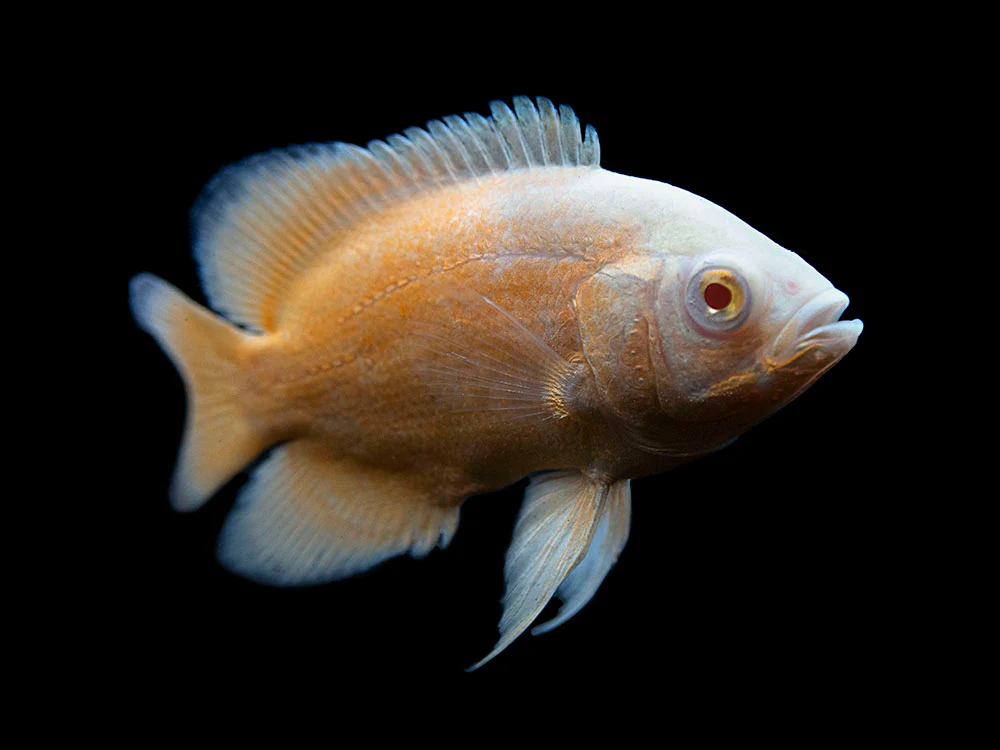 Albino Red Oscar (Astronotus ocellatus), Tank-Bred