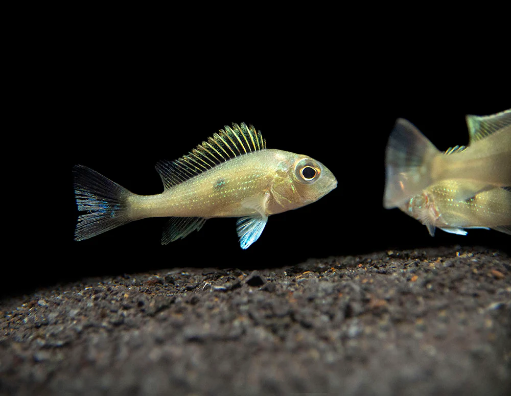 Sven's Eartheater Cichlid (Geophagus sveni), Tank-Bred!
