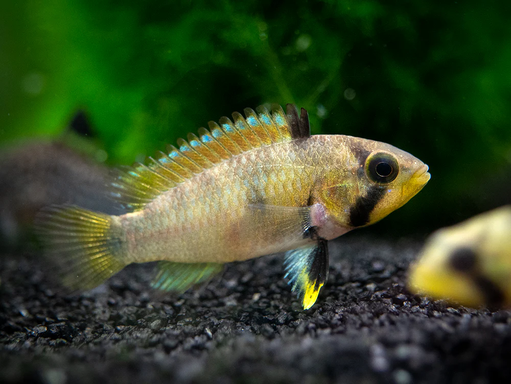 Blue Panda Dwarf Cichlid (Apistogramma panduro/pandurini) - TANK-BRED!!!
