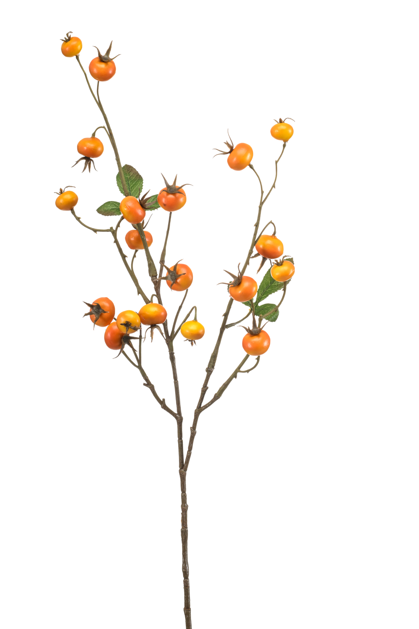Rosehip yellow