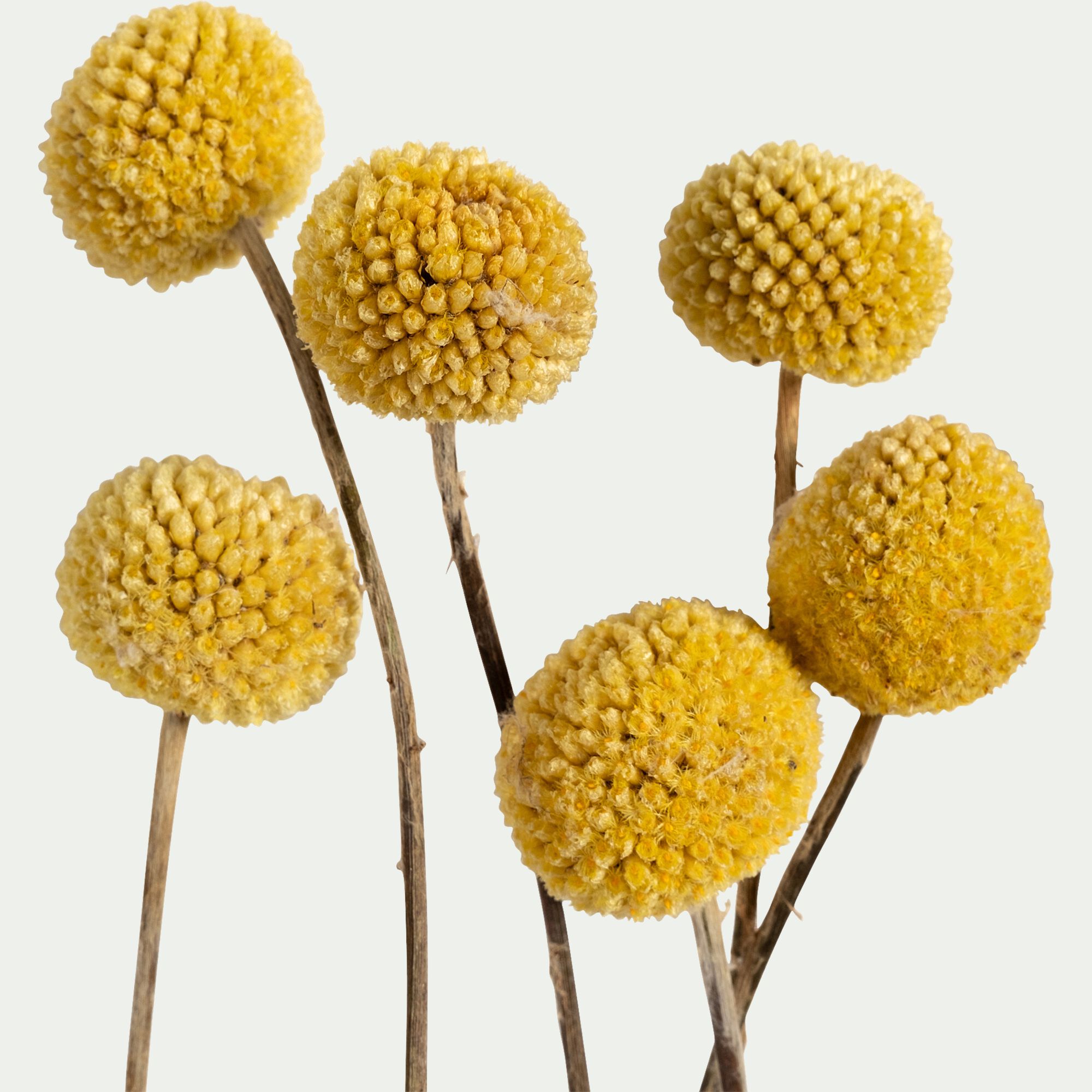 FLORALIE - Botte de craspedia séchée H55cm - jaune