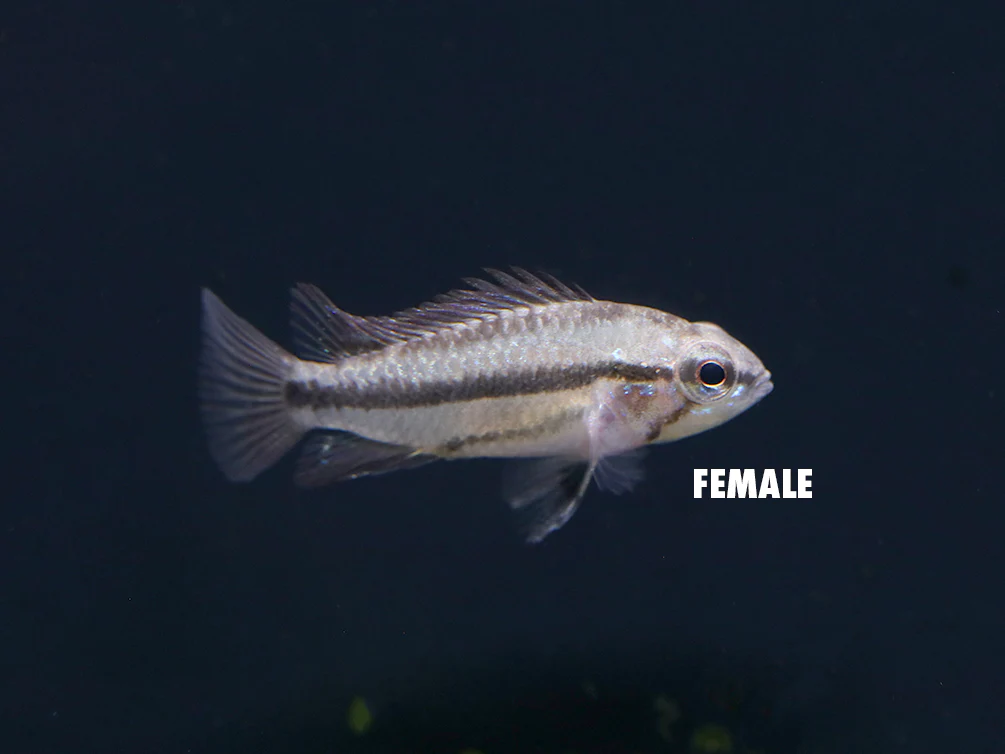 Redfin Three-Striped Dwarf Cichlid (Apistogramma trifasciata) - TANK-BRED!!!