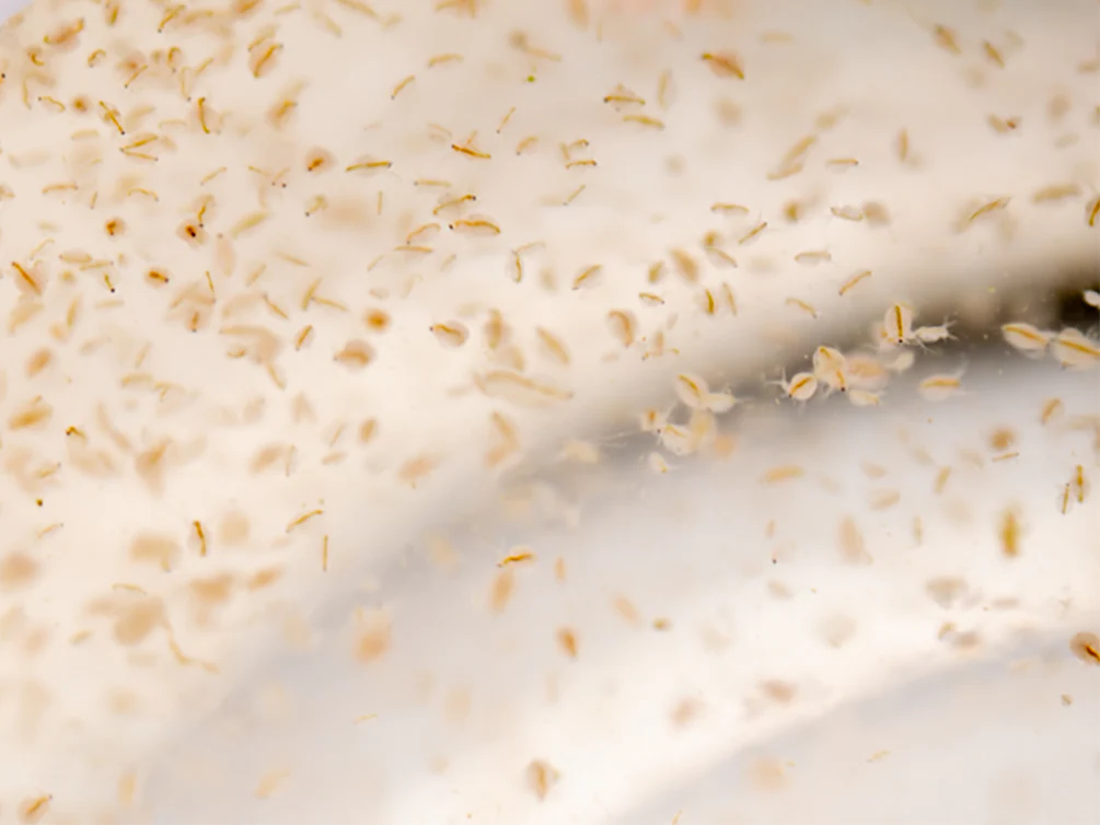 Live Moina Macrocopa (Water Flea) Culture - Aquatic Arts