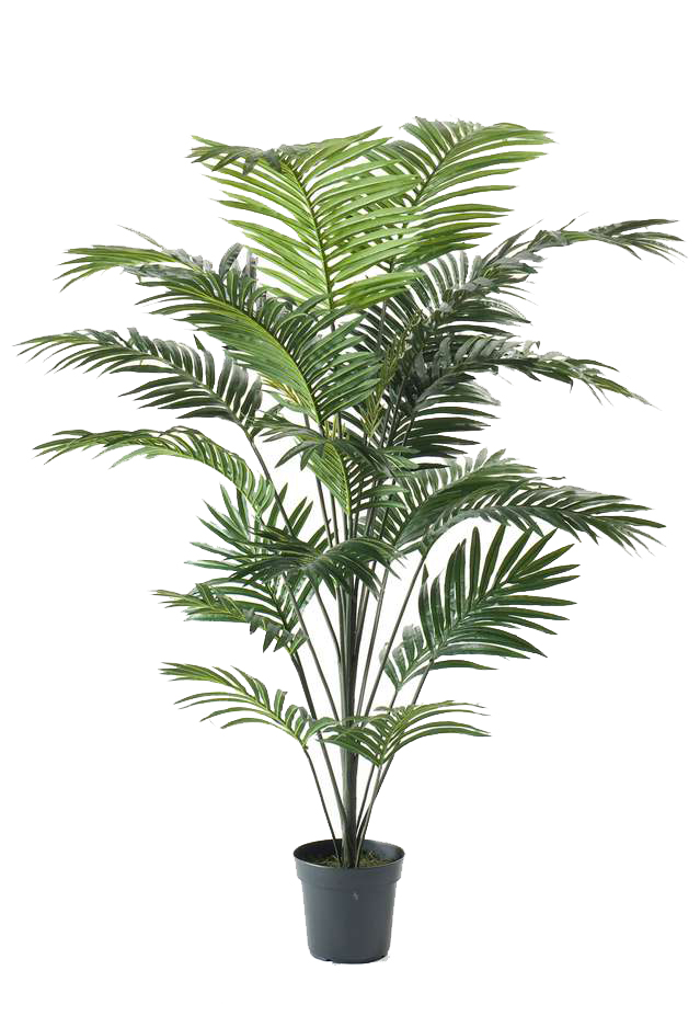 Palm paradise 175 cm
