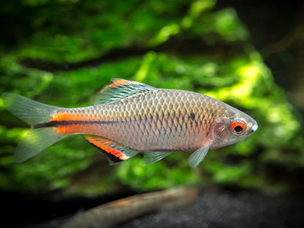 Blue Amur Taiwanese Bitterling (Paracheilognathus himantegus)
