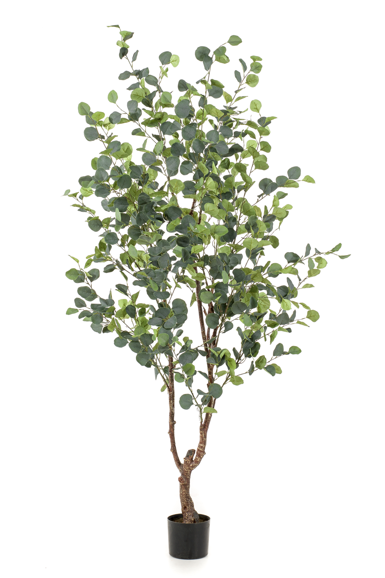 Eucalyptus tree
