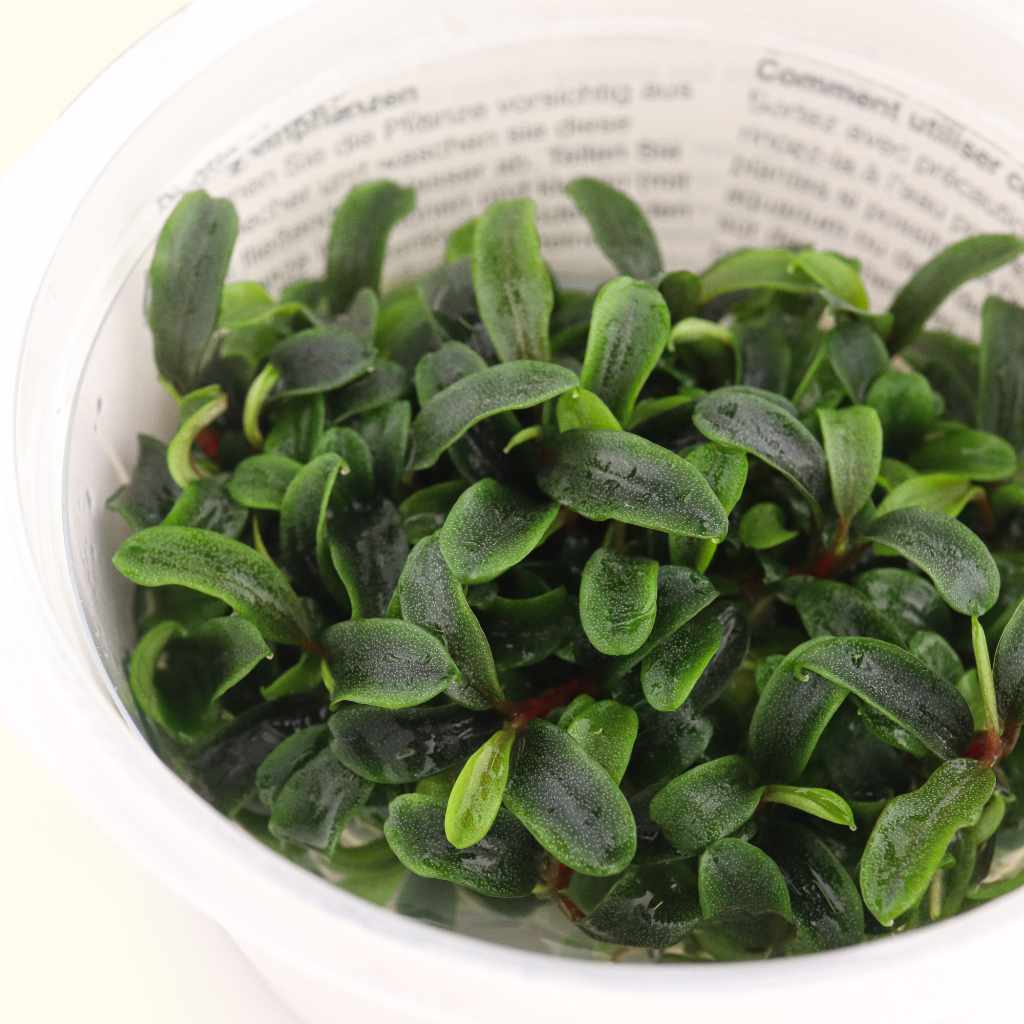 Bucephalandra Needle Leaf Tissue Culture