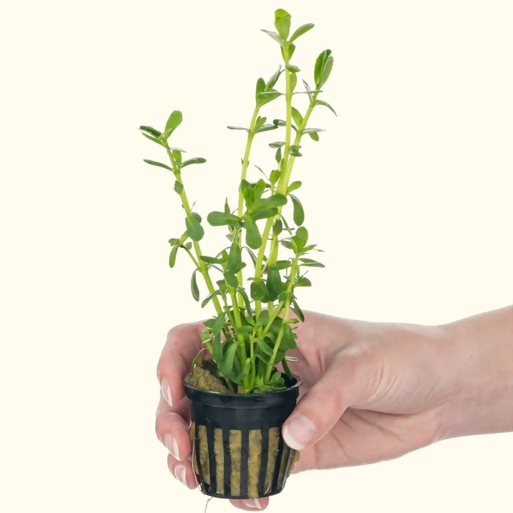 Moneywort