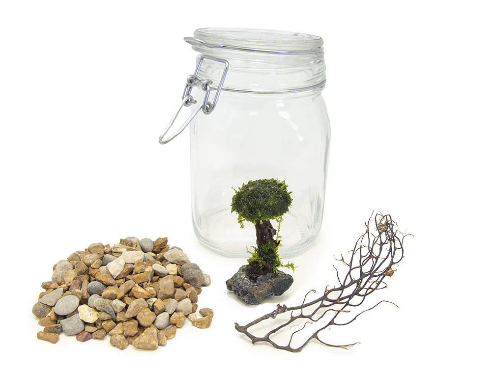 Aquatic Arts Desktop Terrarium