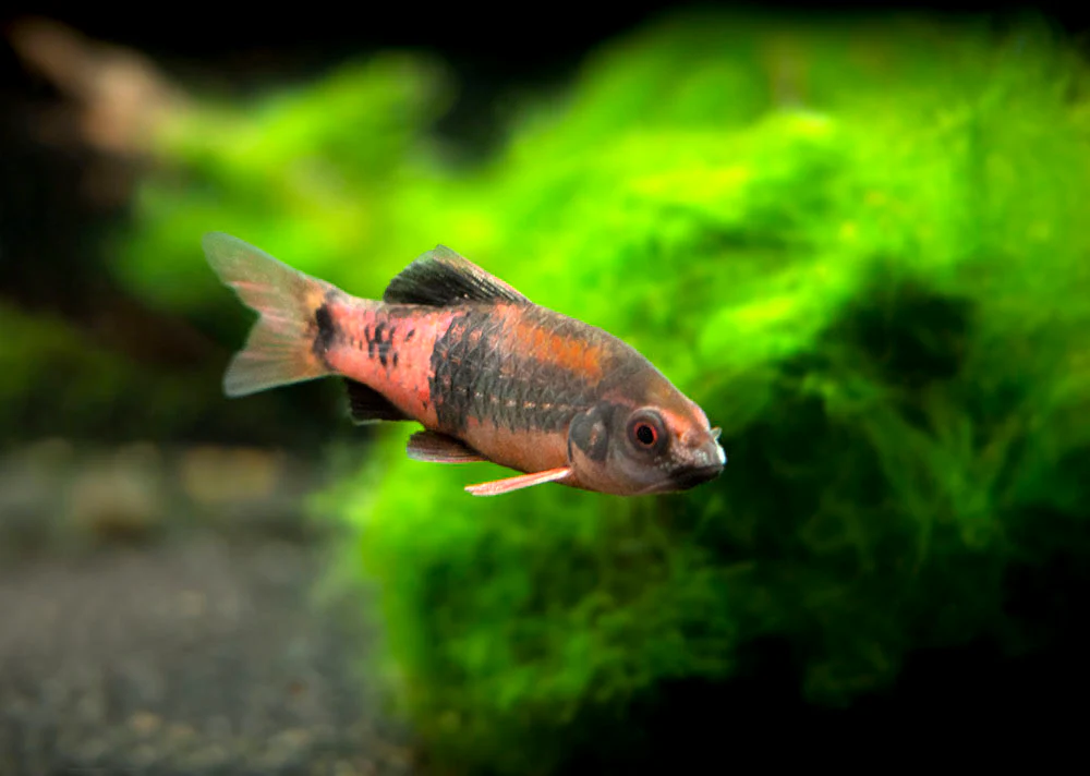 Red Panda AKA Melon Barb (Haludaria fasciata)