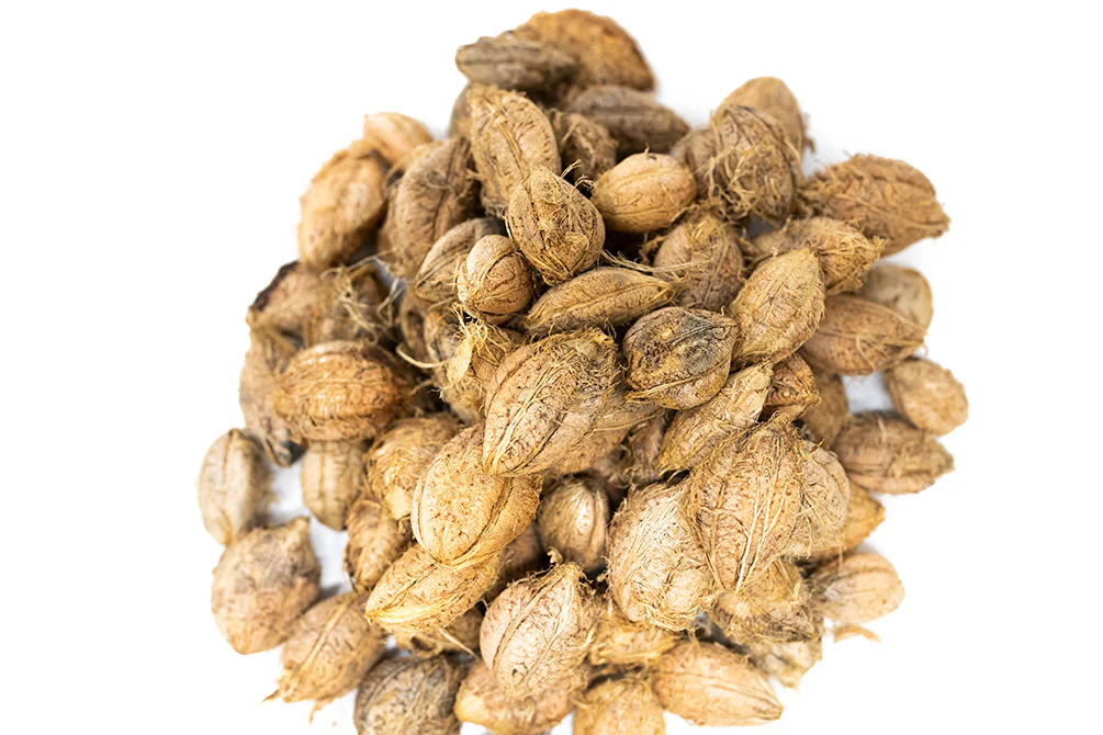 Catappa Fruit