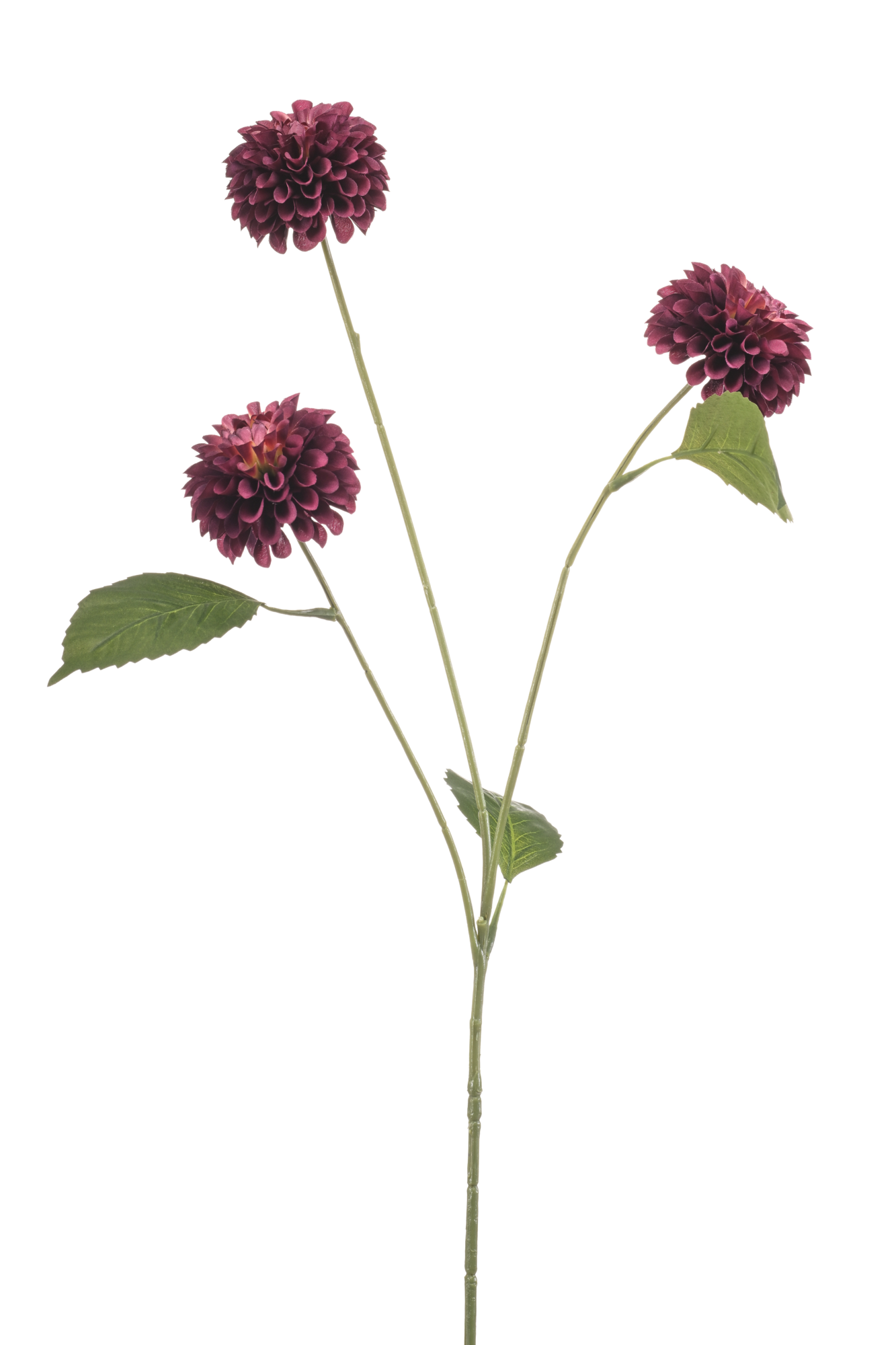 Dahlia pompom burgundy