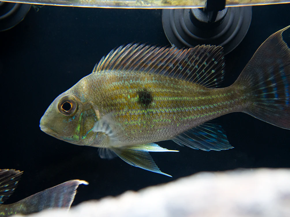 Sven's Eartheater Cichlid (Geophagus sveni), Tank-Bred!