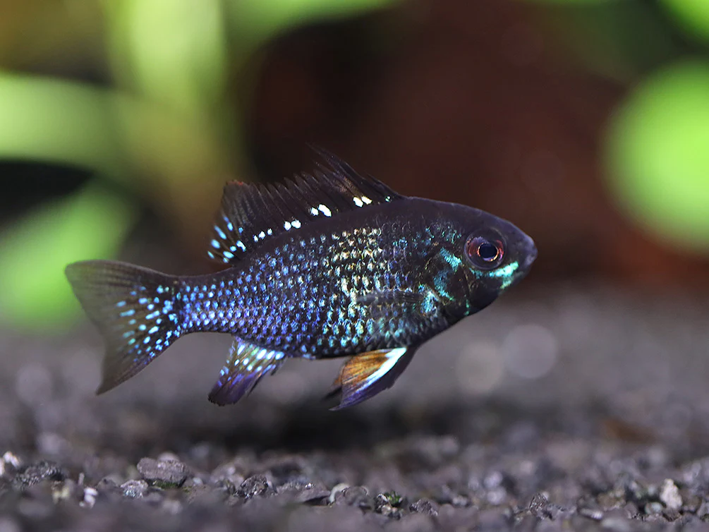 Jet Black Ram Cichlid (Mikrogeophagus ramirezi var. “Jet Black”) - Tank Bred