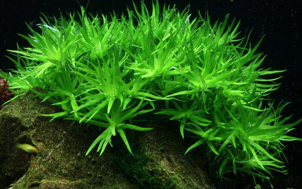 Heteranthera Zosterifolia Star Grass Tissue Culture