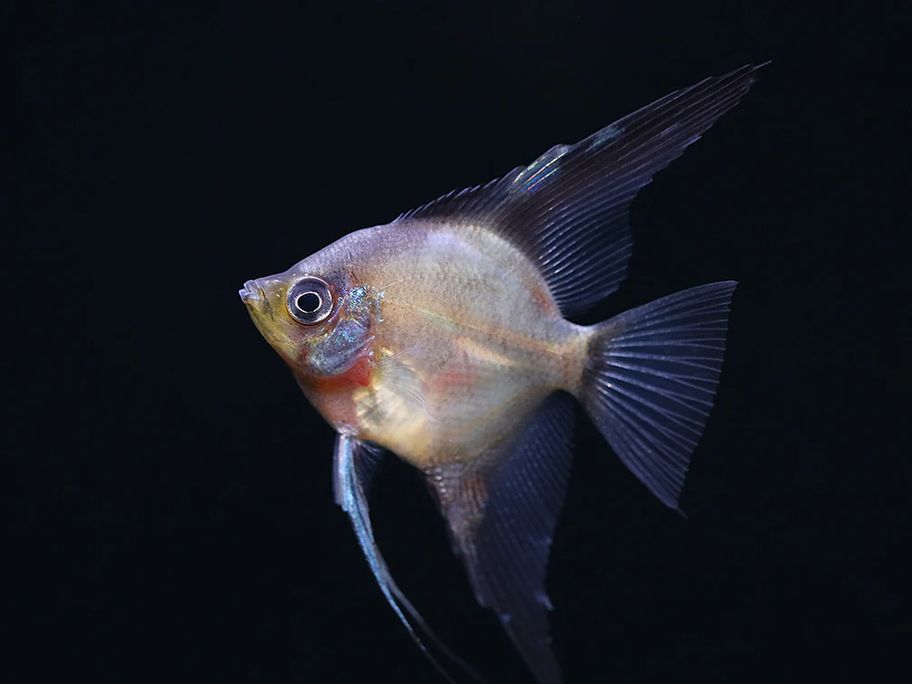 Legend Paraiba Angelfish (Pterophyllum scalare “Legend Paraiba”) – Tank Bred