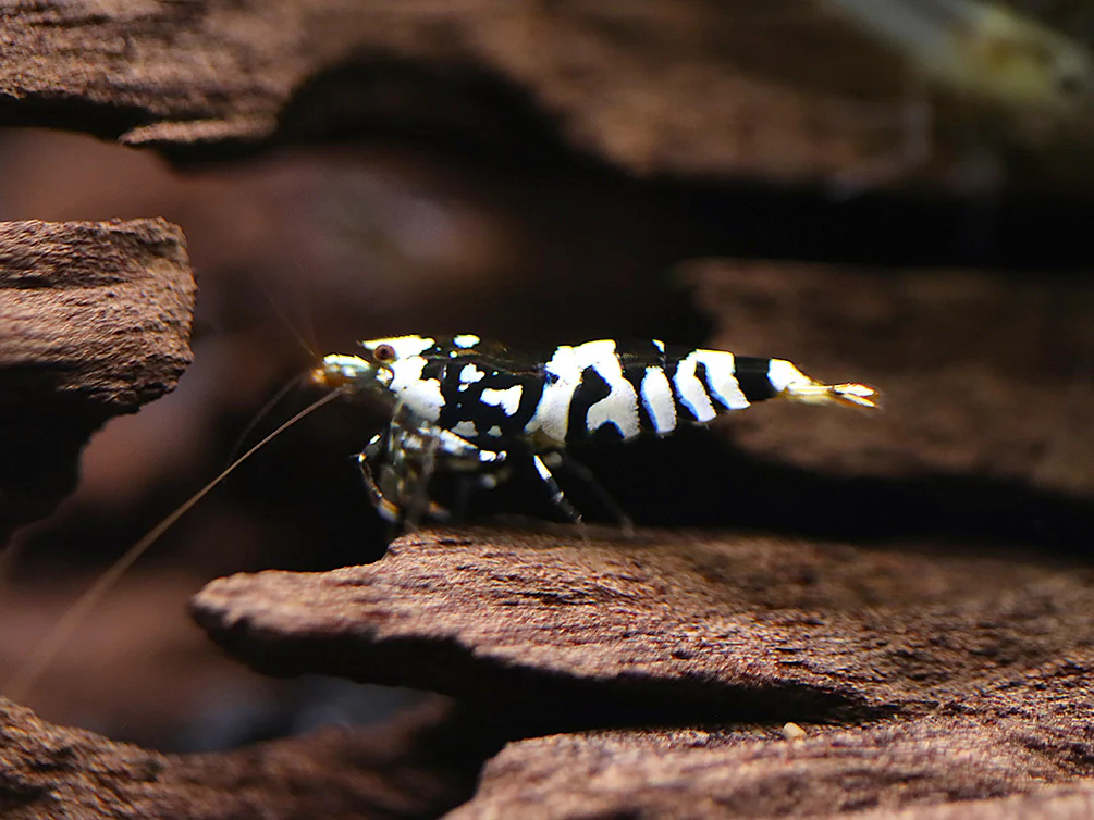 Fancy Black Tiger Shrimp (Caridina sp. “Black Tiger”) – SS Grade