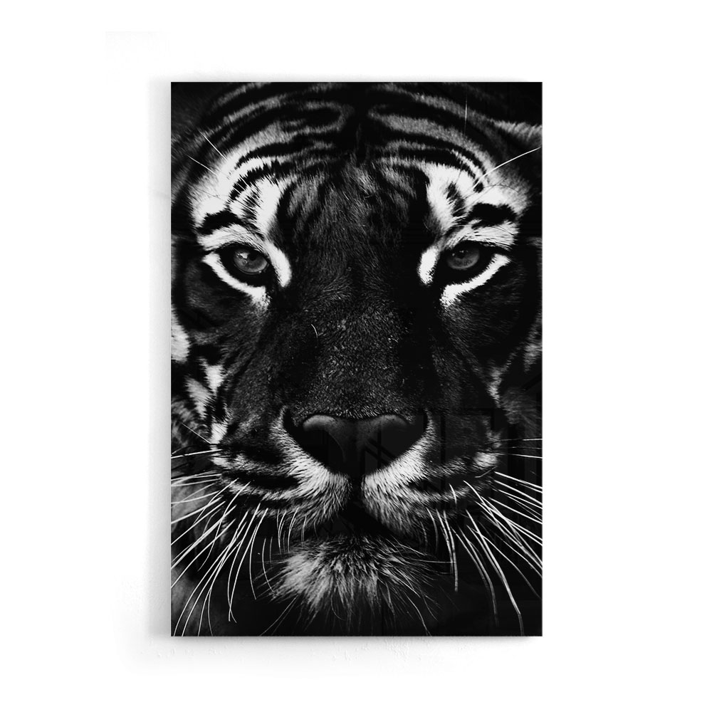 Walljar acrylglas schilderij - Facing Tiger Acrylglas schilderij - 150 x 225 cm