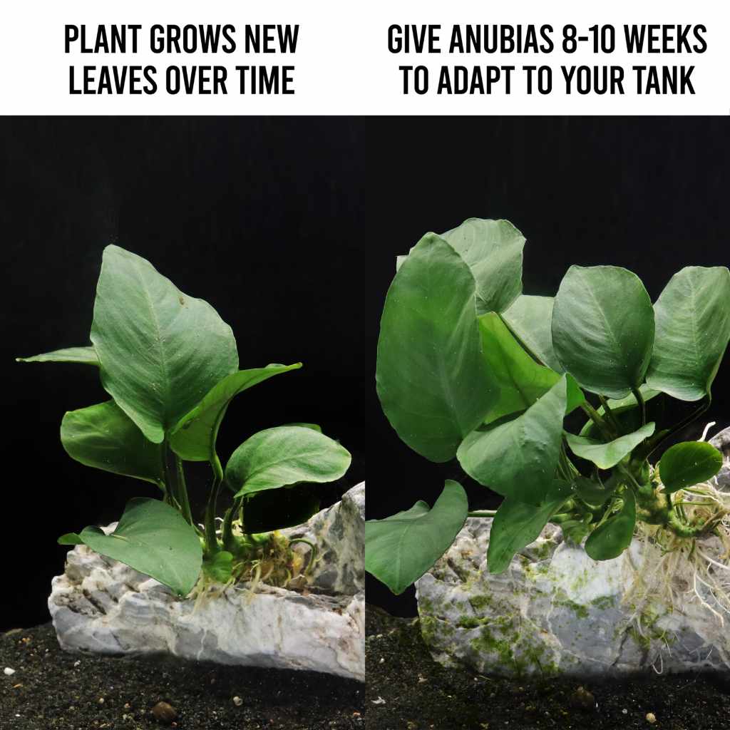 Anubias Barteri