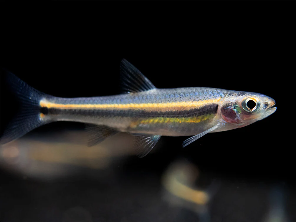 Rainbow Shiner (Notropsis chrosomus), Tank-Bred