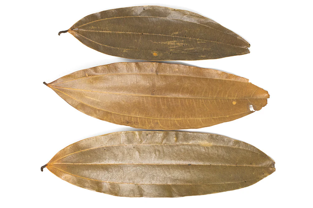 Cinnamon Leaves
