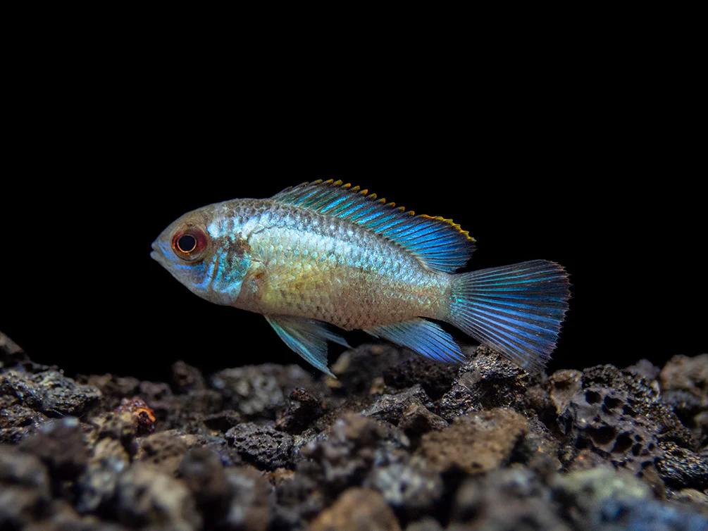 Electric Blue Acara Cichlid (Andinoacara pulcher hybrid), USA-Bred
