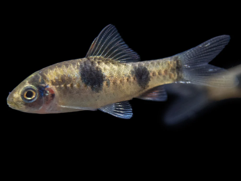 Red Panda AKA Melon Barb (Haludaria fasciata), Tank-Bred