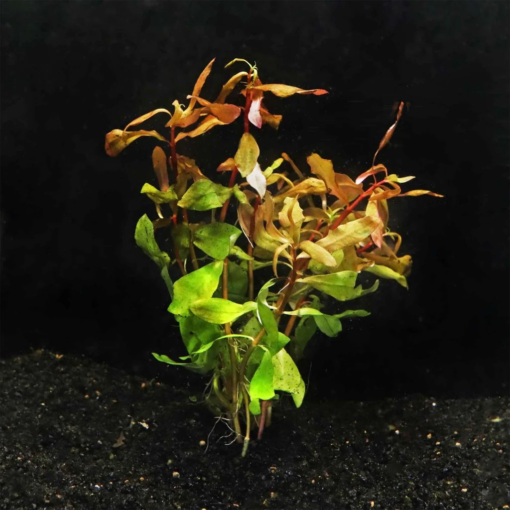 Ammannia Gracilis
