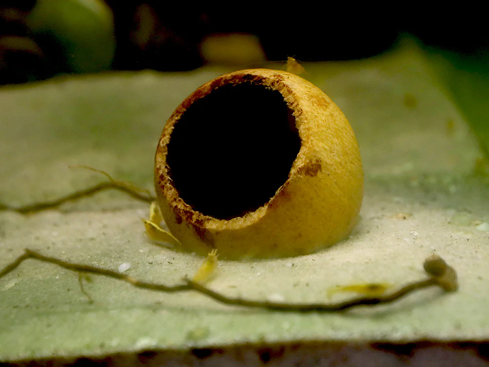 Aquatic Arts Beal Pods (Aegle marmelos) — Dried Botanicals