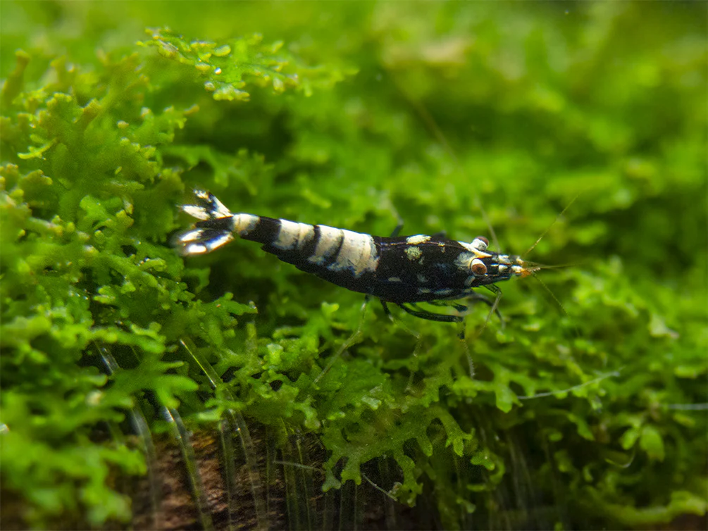 Black Galaxy Pinto Shrimp (Caridina cantonensis, A Grade), Tank-Bred