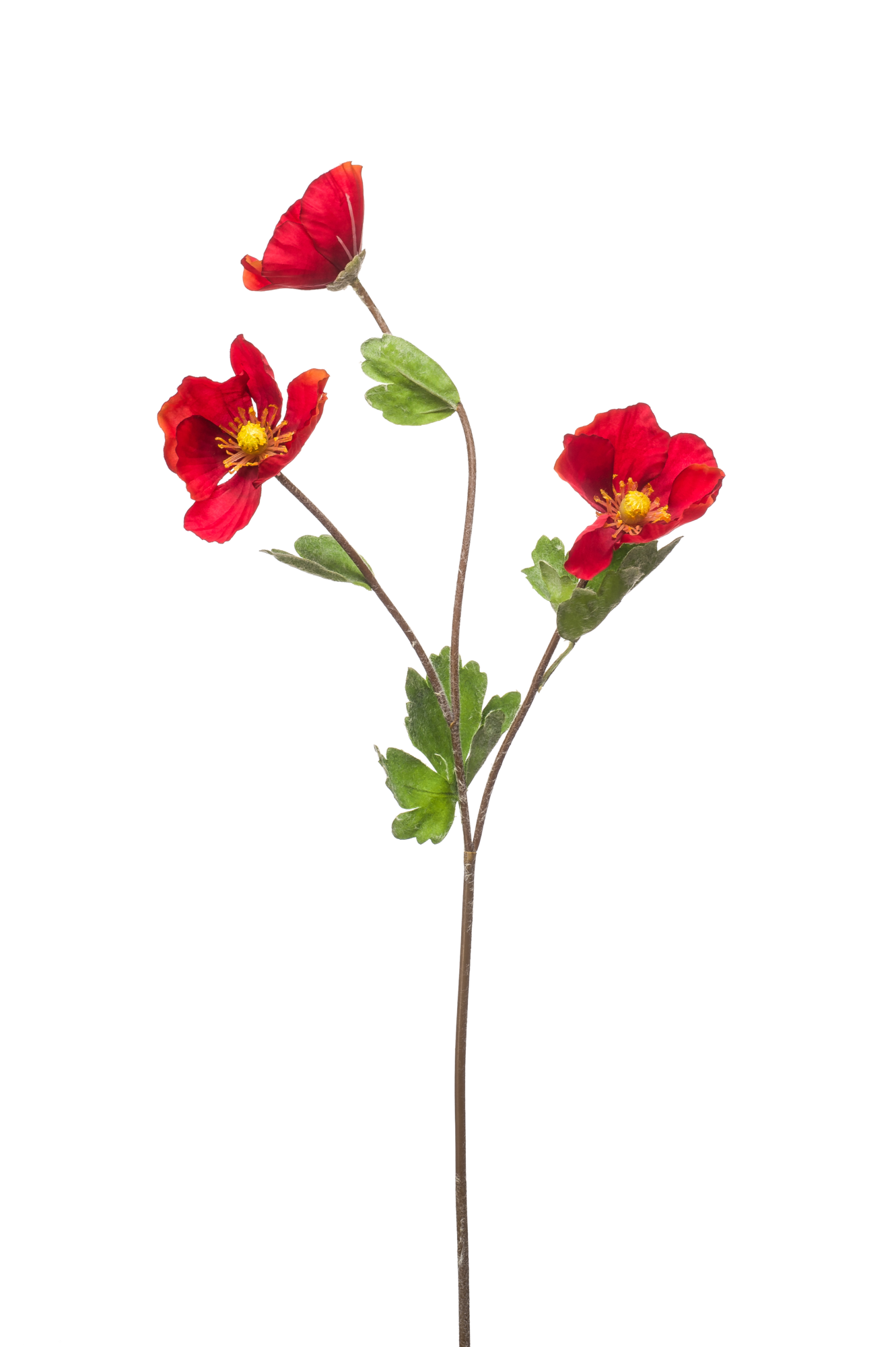 Poppy spray red