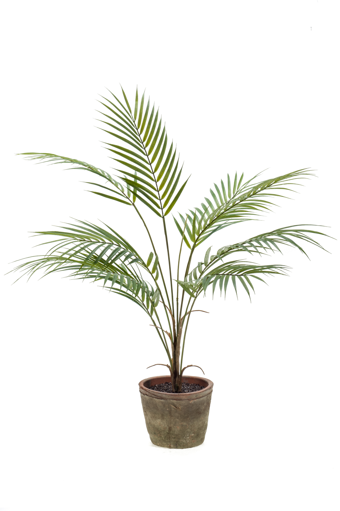 Chamaedorea plant