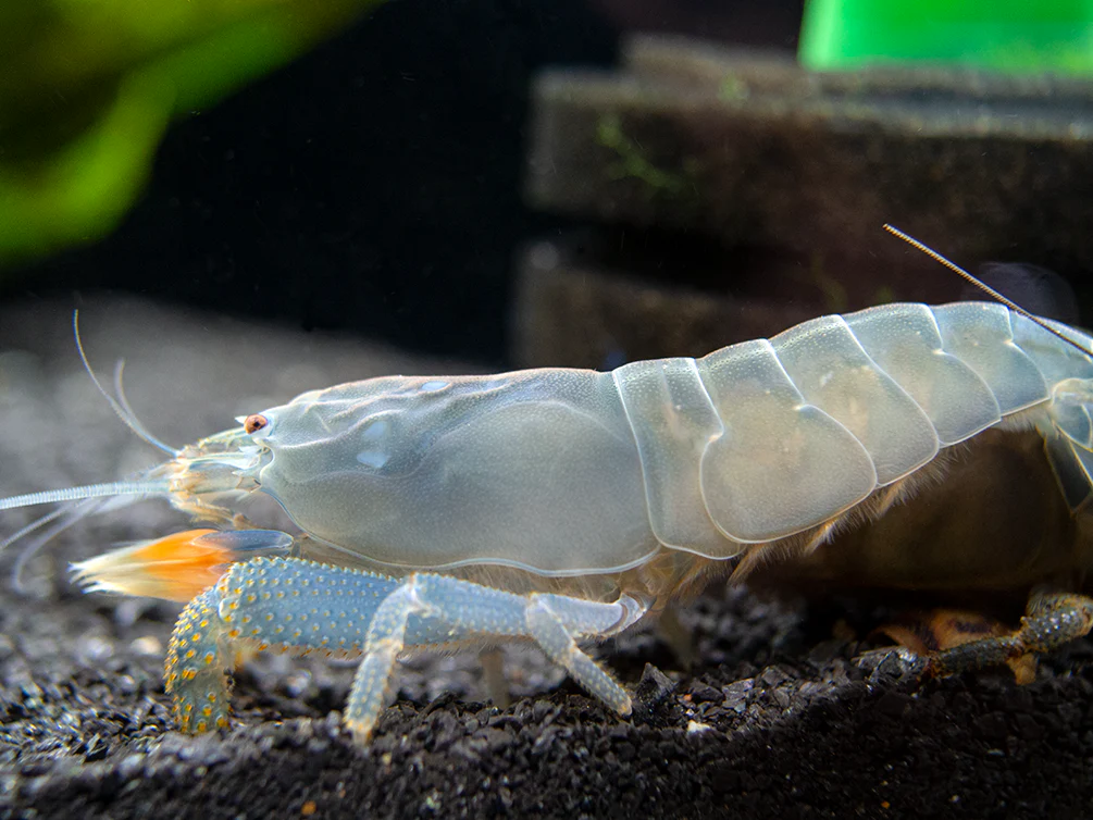 Vampire AKA Viper Shrimp (Atya gabonensis)