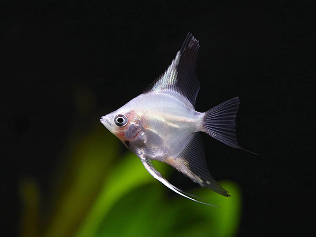 Blushing Blue Ghost Angelfish (Pterophyllum scalare) – Tank Bred