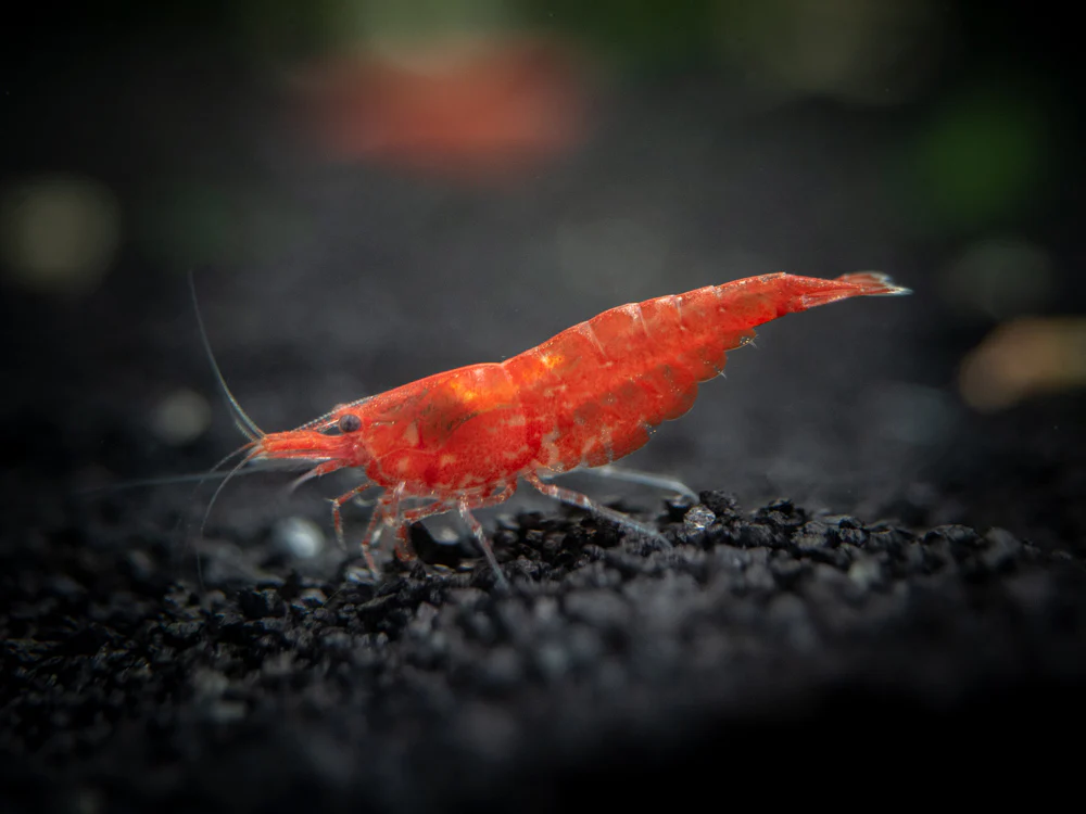 Sakura Red Cherry Shrimp (Neocaridina davidi), Tank-Bred